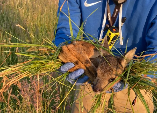 Gesichert mit Gras und Handschuhen
