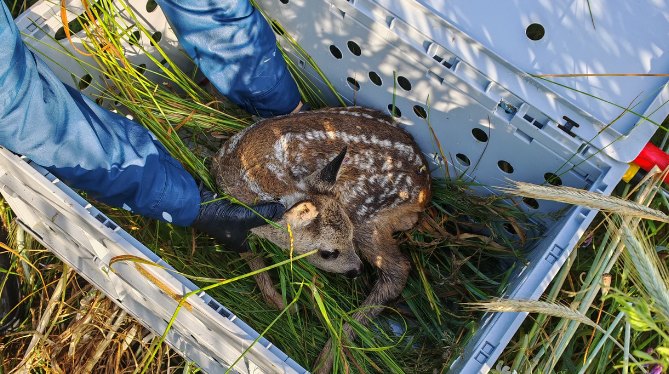 Kitz wird behutsam in eine mit Gras ausgelegte Kiste gesetzt