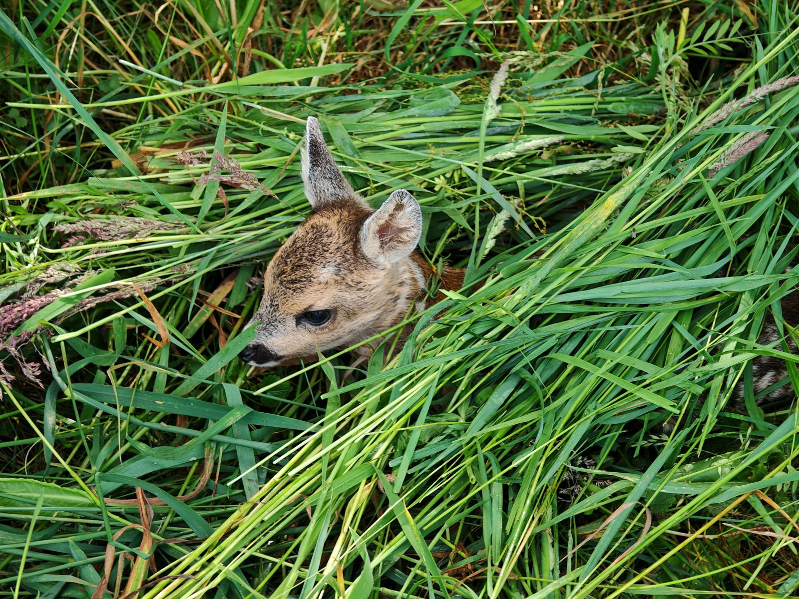 Rehkitz schaut aus dem hohen Gras